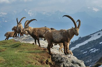 ibexes ibexes